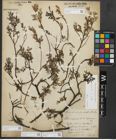 Foto von Salix repens subsp. repens L.